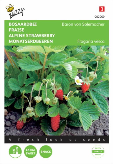 Alpine Strawberry Baron von Solemacher (Fragaria) 850 seeds BU
